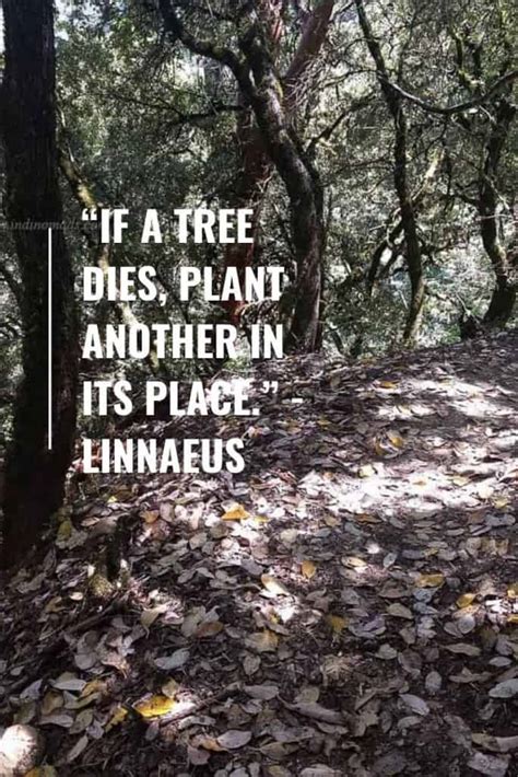 100 + Tree Planting Quotes AKA Quotes for Tree Planting