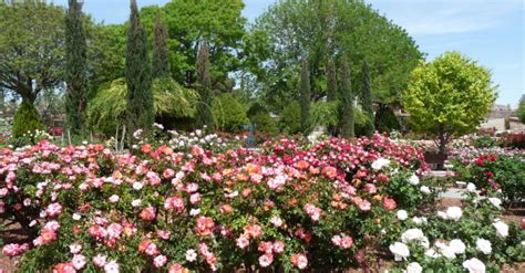 El Paso Municipal Rose Garden - El Paso County Master Gardeners