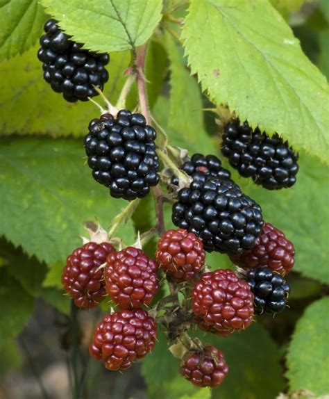 3 'Thornless' Blackberry / Rubus Fruticosus 'Thornless / Thornfree ...