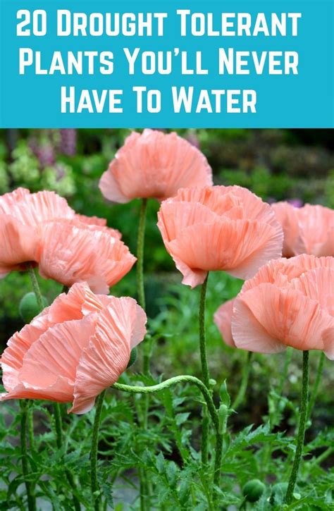 Plant these in your garden and you'll never have to water them. They'll thrive in even the ...