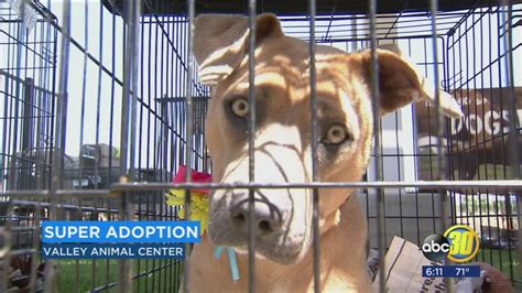 120 animals find their forever home at Valley Animal Center Super Adoption - ABC30 Fresno