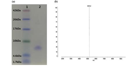 Determination of the molecular weight (a) Tricine SDS-PAGE of CBS73... | Download Scientific Diagram