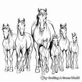 Herd Of Horses Coloring Pages  Free & Printable sketch template