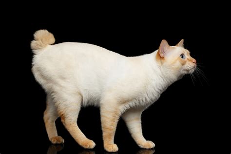 Mekong Bobtail Cat Breed Information & Characteristics