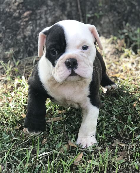 Old English Bulldog Puppies For Sale | Ocala, FL #284304