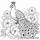 Peacock Coloring Pages  Free & Printable sketch template