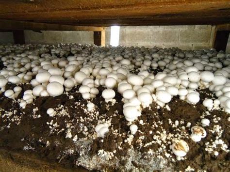 Mushroom farming: A Rescue for cash strapped young entrepreneurs in ...