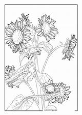 Sunflower Coloring Pages52  Free Printable coloring Pages Cute sketch template