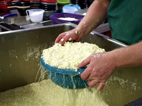 Cheesemaking at Sharpham Dairy | Sharpham Cheese