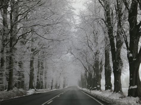 Free Images : forest, branch, black and white, fog, road, mist, frost ...