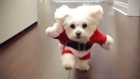 Halloween: cute dogs in costumes for the ultimate cuteness overload!