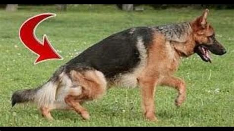 OVERCOME HIP DYSPLASIA & PYODERM IN LARGE DOGS - YouTube