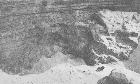 The last photo of a Barbary Lion in the wild, Atlas Mountains, 1925 ...