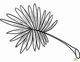 Palm Leaf coloring Page  Free Printable Coloring Pages sketch template