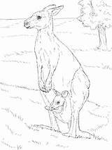 Eastern Kangaroo With Her Joey coloring Page  Free Printable Coloring sketch template