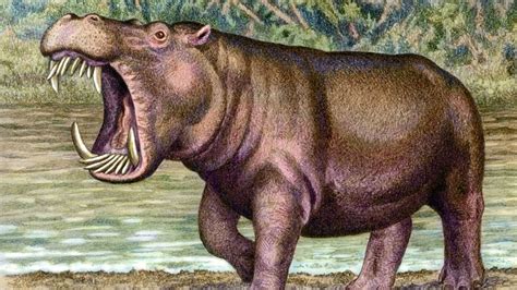 The Evolution of the Hippopotamus - YouTube