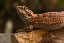 Bearded Dragon In Tank Free Stock Photo - Public Domain Pictures