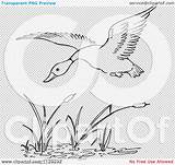 Cattails Coloring Pages sketch template