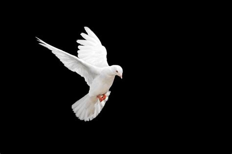 Find White Dove Flying On Black Background stock images in HD and millions of other royalty-free ...