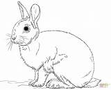 Cute Bunny Rabbit coloring Page  Free Printable Coloring Pages sketch template