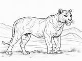 Elegant Panther Coloring Page  Coloring Page sketch template