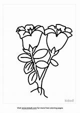 Free Explorers Gentian Coloring Page  Printables Kidadl sketch template