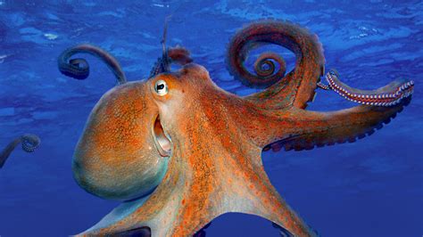 Download Underwater Sea Life Animal Octopus HD Wallpaper