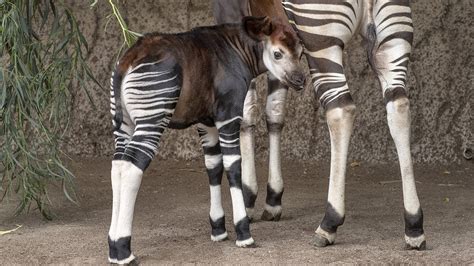 Fun Facts for World Okapi Day - YouTube