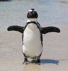 To hug a penguin | Cute animals, Animals, Penguins