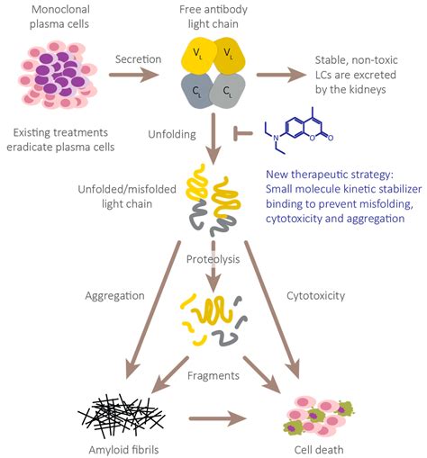 Hemato | Free Full-Text | Light Chain Stabilization: A Therapeutic ...