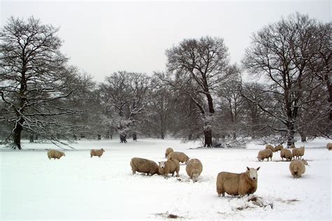 Sheep in snow1 | A heavy snow storm and cold sheep | Marie Godliman | Flickr