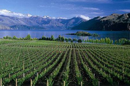 Central Otago wine region - Alchetron, the free social encyclopedia