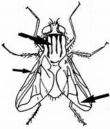 Fly Swatter Coloring Page Sketch sketch template