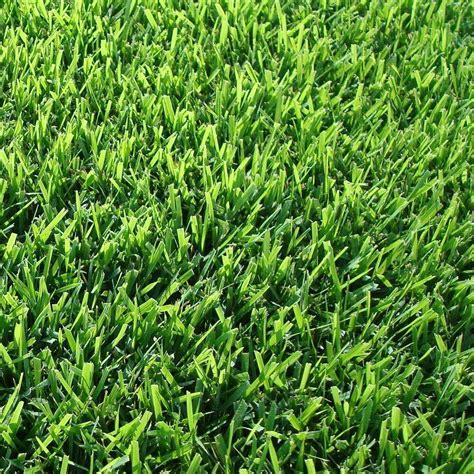 Zoysia Sod Plugs - Large 3" x 3" - Drought, Salt & Shade Tolerant Turf ...