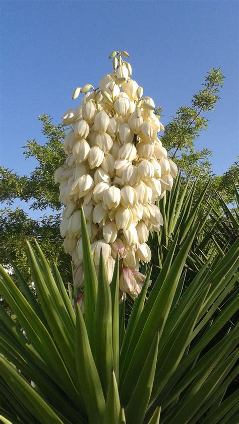 Yucca in bloom | Beautiful flowers, Yucca, Bloom