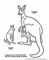 Wild Australian Kangaroos Coloring Pages  Kangaroo Page And sketch template