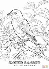 Missouri State Bird coloring page  Free Printable Coloring Pages sketch template