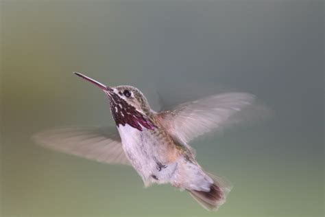 Attracting Hummingbirds - O'Toole's Garden Centers