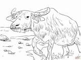 Water Buffalo coloring page  Free Printable Coloring Pages sketch template