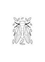 Cicada coloring Pages By Mrs Arnolds Art Room  TPT sketch template