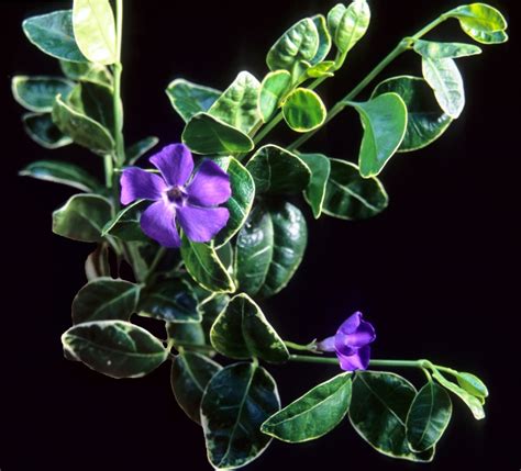 Vinca Minor – Peekskill Nurseries