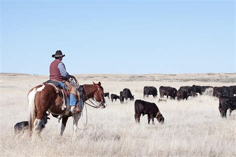 Cowboy Herding Of Angus Cattle On Open by Daydreamsgirl