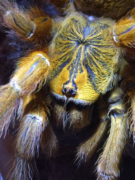 Closeup of my tarantula (OBT) | Tarantula, Beautiful bugs, Giant spider