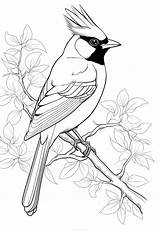 Coloriages Doiseaux à Imprimer  NiceColoring sketch template