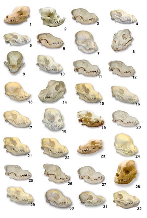 Bone Identification | 31 Domestic Dog skulls, along with a wolf skull!