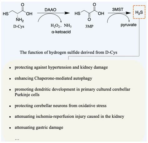 IJMS | Free Full-Text | Promising Application of D-Amino Acids toward Clinical Therapy