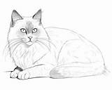 Realistic Cats Coloring Pages sketch template