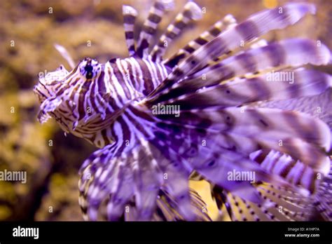 Lionfish Pterois volitans Persian Gulf Stock Photo - Alamy