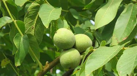 What do walnut tree leaves look like? - THEKITCHENKNOW