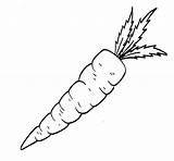Carrot  Black And White Outline Coloring Page Free Home sketch template